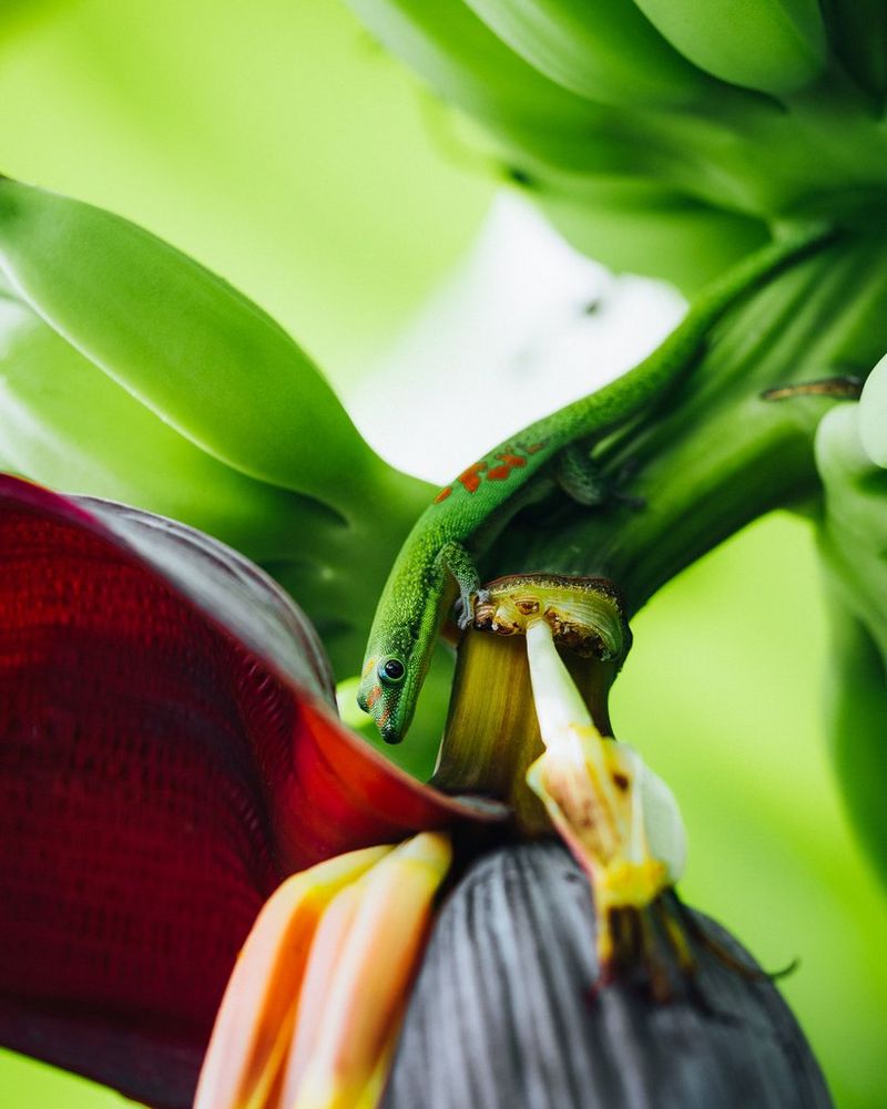 Una lucertola verde con macchie arancione scuro sul dorso ferma sopra una foglia. Scatto realizzato con Canon EOS R5 da Teddy Morellec.