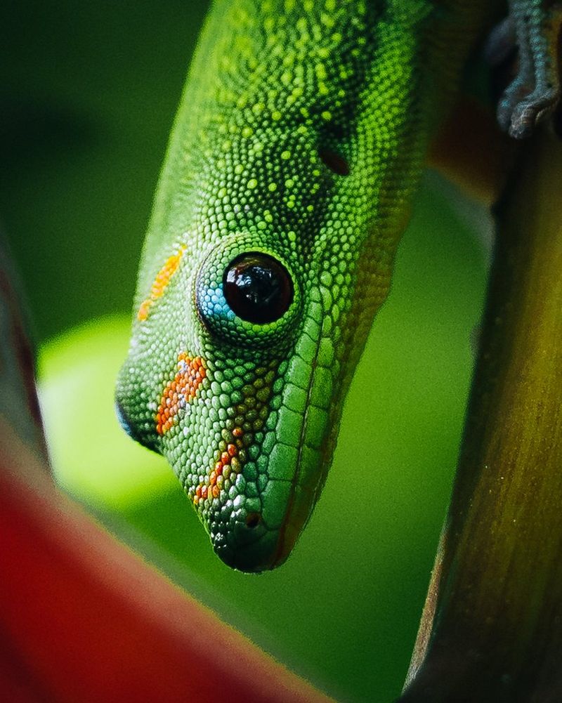 Una foto ravvicinata e ritagliata della stessa lucertola, in modo che sembri che stia guardando dritto nella fotocamera. Scatto realizzato con Canon EOS R5 da Teddy Morellec.