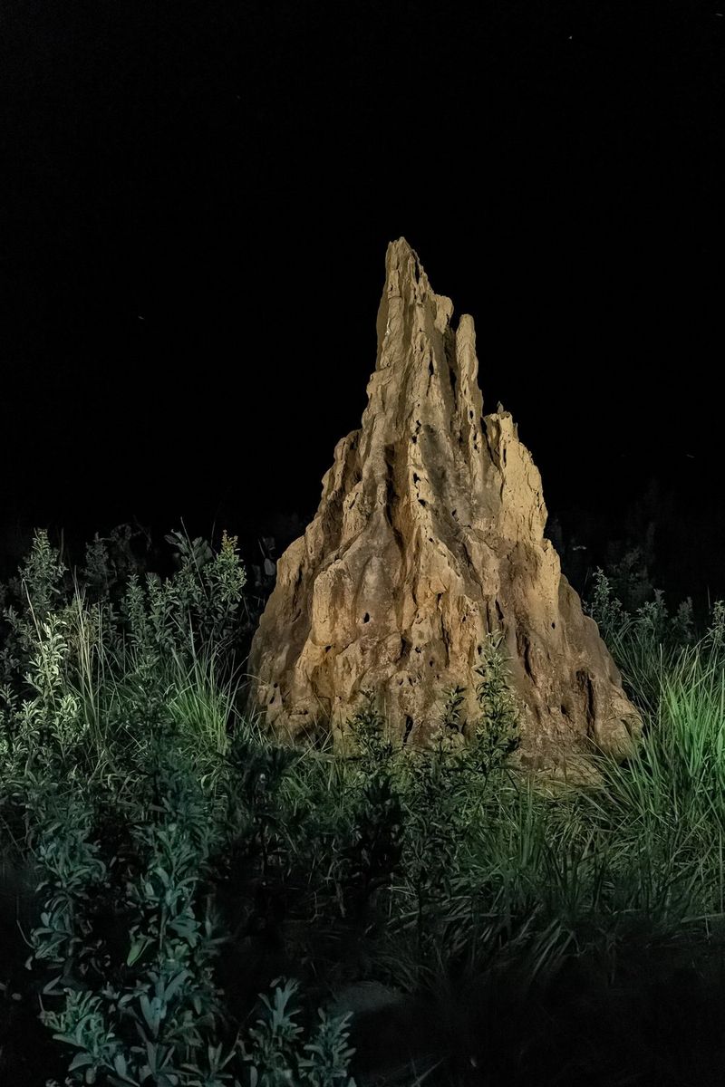 In a photo taken on a Canon EOS R3 by Christian Ziegler at ISO 25,600 under artificial lighting, a termite mound stands tall amongst wild grass at night.