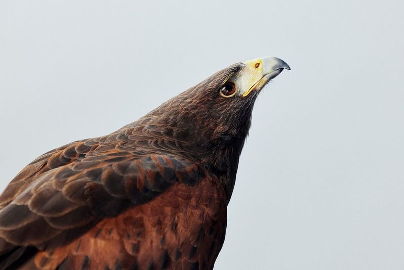 A portrait of Isla, a Harris' Hawk, taken on a Canon EOS R5 C by Tom Barnes. 