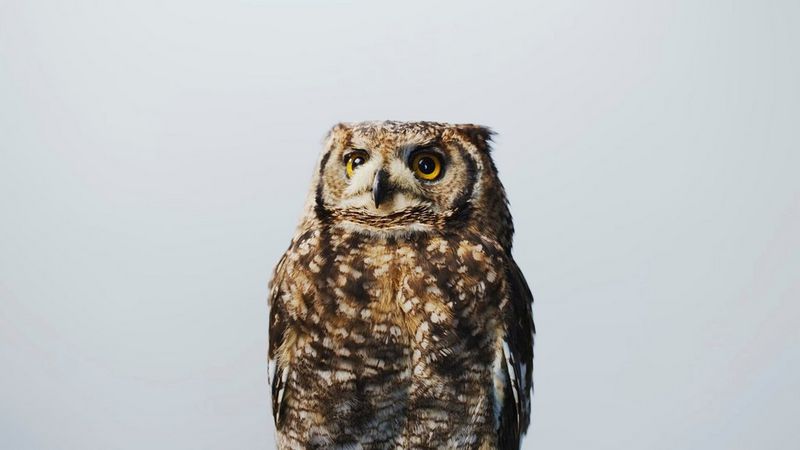 A still from a cinemagraph, shot by Tom Barnes on a Canon EOS R5 C, of Zola, an African spotted eagle-owl. 