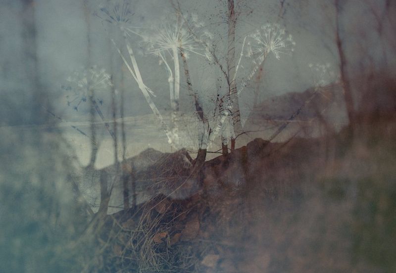 Images of rocks and distant mountains, overlaid with dry grass and leaves and a cutout of umbel flowers across the whole image.