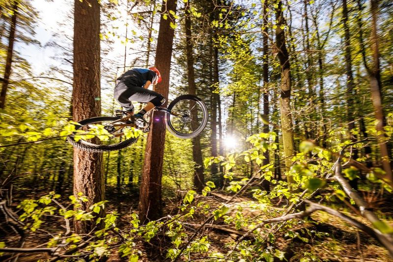 A cyclist jumps high into the sunlight, surrounded by woodland.