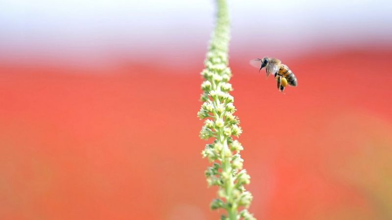 Une abeille vole à côté d'une tige verte portant de petites fleurs blanches.