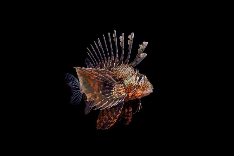Un pesce leone, noto anche come pesce scorpione, fotografato lateralmente e illuminato su uno sfondo nero.
