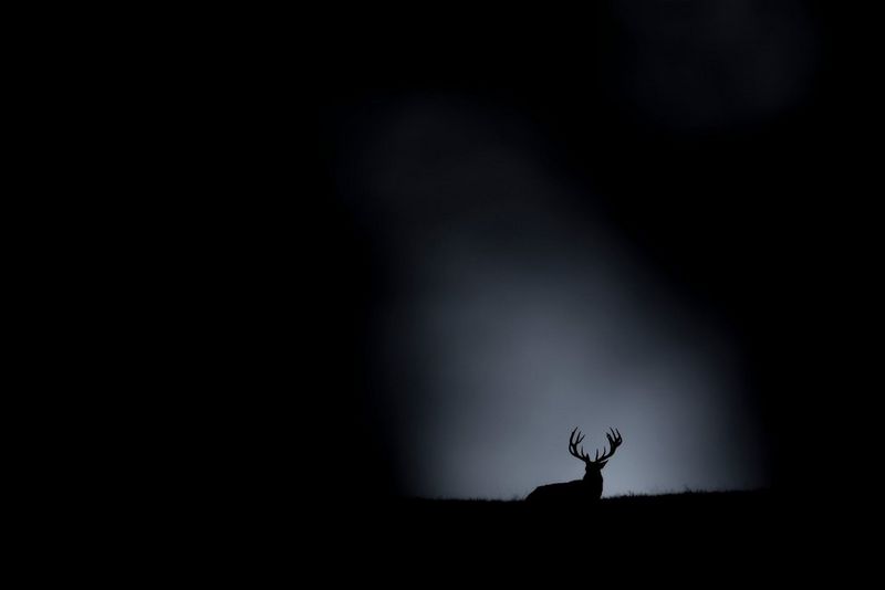 An iconic silhouette of a stag highlighted in a bright gap in an otherwise dark and inky wildlife photo taken by Michel d'Oultremont on a Canon EOS R6 Mark III with a Canon EF 600mm f/4L IS II USM lens and Canon Extender EF 2x III.