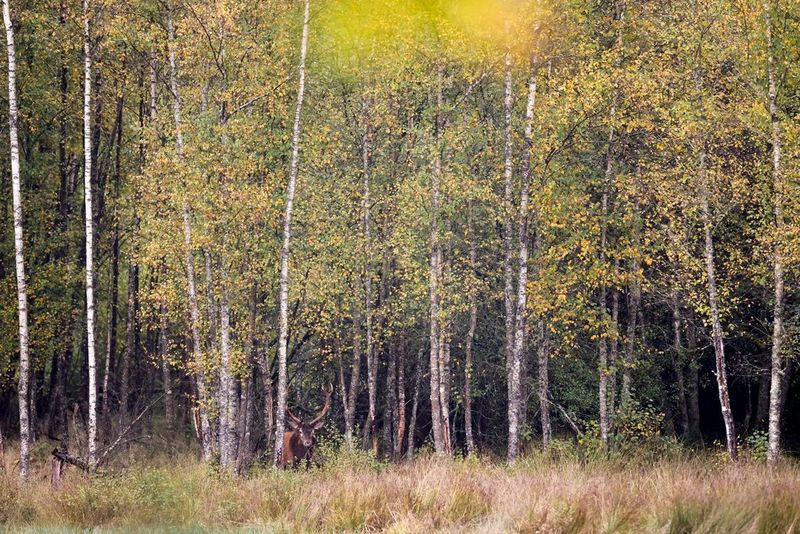A stag, small in the frame, blends in with its surroundings at the edge of a woodland. Wildlife photo taken by Michel d’Oultremont on a Canon EOS R6 Mark III with a Canon RF 400mm F2.8L IS USM lens.