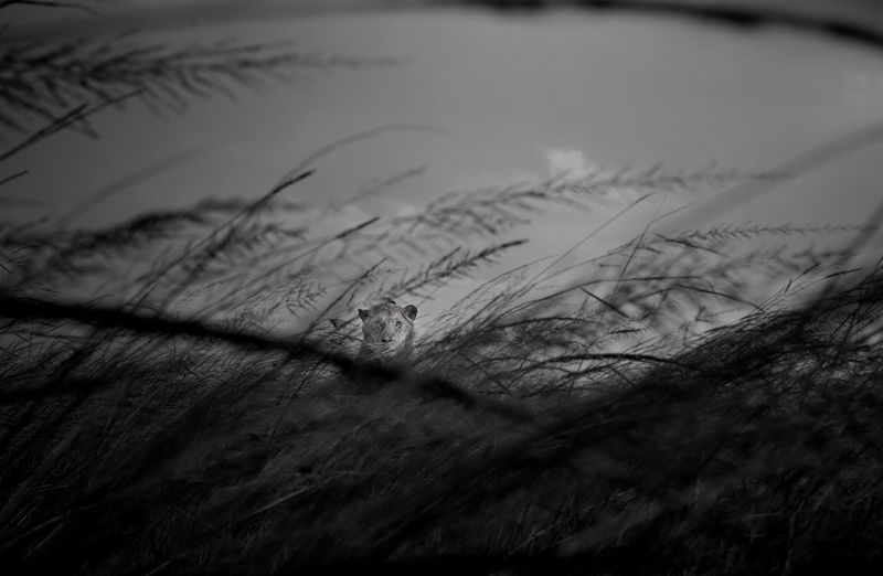 Fotografia in bianco e nero di un leone inquadrato dal basso. L'animale è quasi completamente nascosto dagli arbusti mossi dal vento, in primo piano.