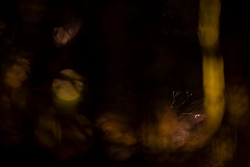 Un cervo di profilo, appena visibile in uno scenario notturno, buio e sfocato.