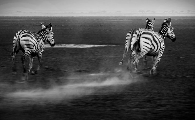 Fotografia in bianco e nero di tre zebre che galoppano in una radura, sollevando della polvere al loro passaggio.