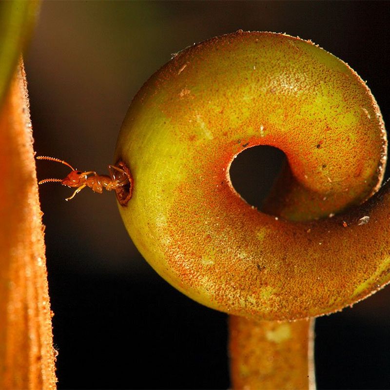 A curled green-stem plant up close with an ant sticking out its head.