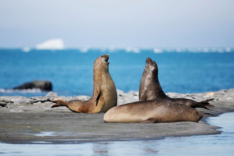 Two seals rear up and display to each other by the waterside in the Antarctic. 