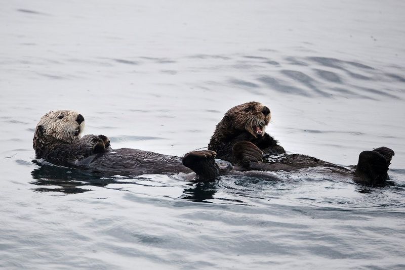 Two otters swimming on their backs along a river. 