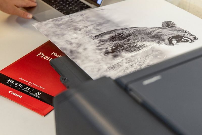 A black-and-white photo of a lion being printed using a Canon imagePROGRAF PRO-1100 printer.