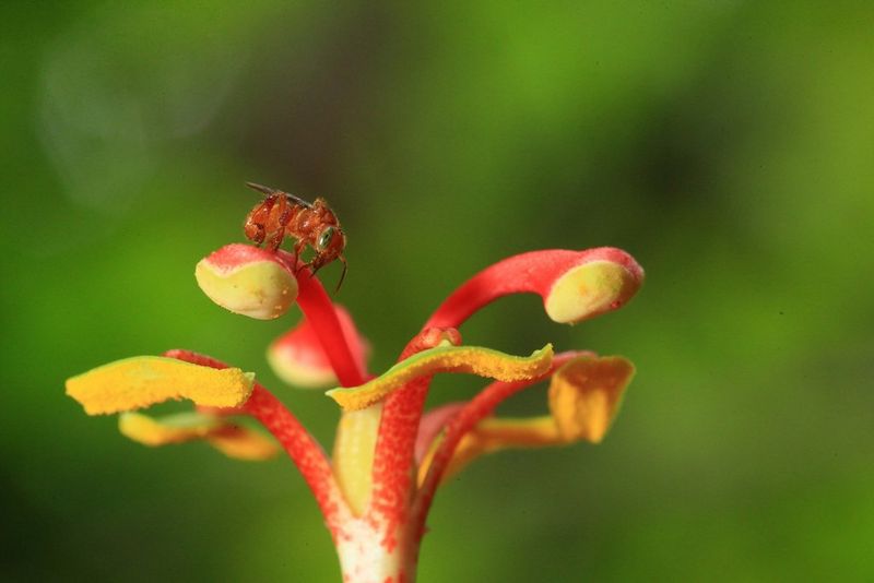 A close-up of a tiny bee with large green eyes pollinating a yellow and red passionflower.
