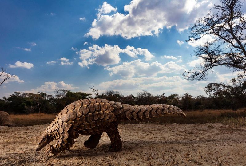 A rare pangolin walking along the ground with its tail outstretched.