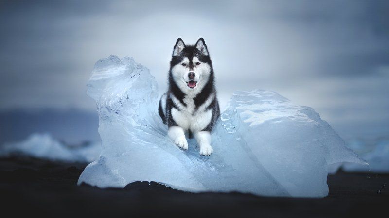 Psy w niesamowitych krajobrazach Islandii