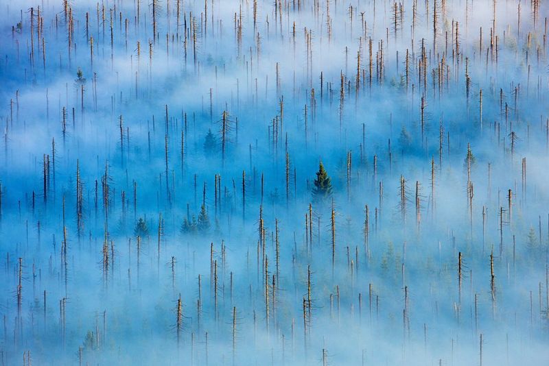 A sea of blue and white clouds and fog with dozens of dead trees emerging from within. In between the dead trunks, which still have spikes of old broken branches attached, there are a few new green trees peeking through.
