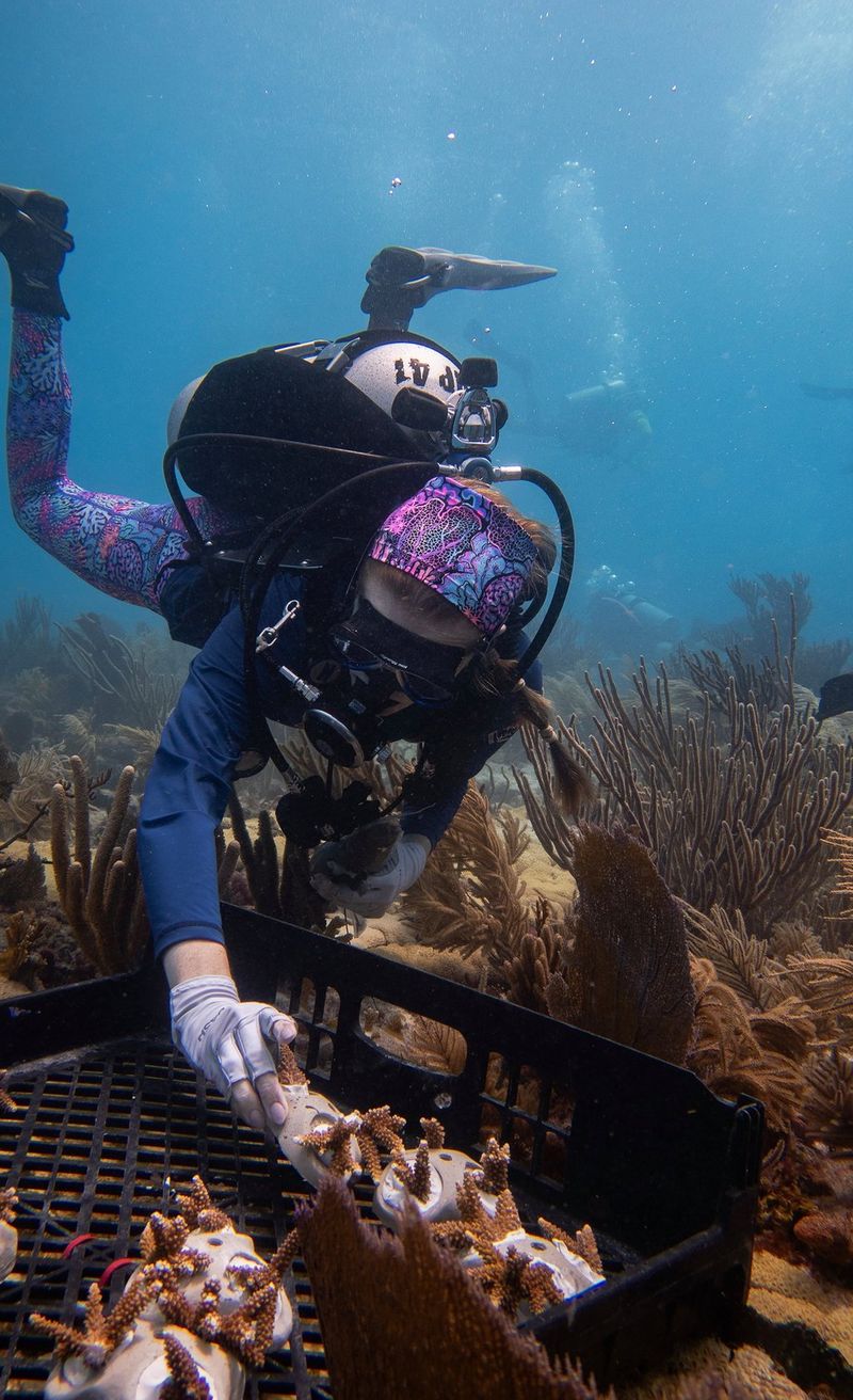 Devon, underwater, tending to coral fragments attached to a submerged tray.