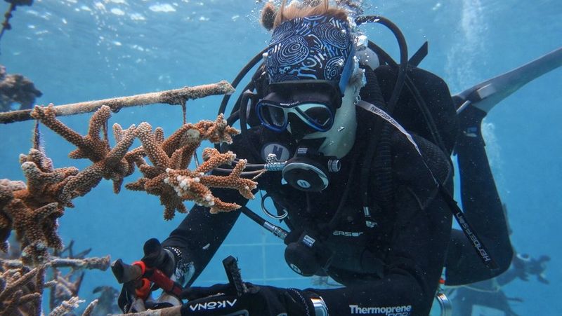 Devon, underwater, uses clippers to work on nursery-grown coral which hang on lines.