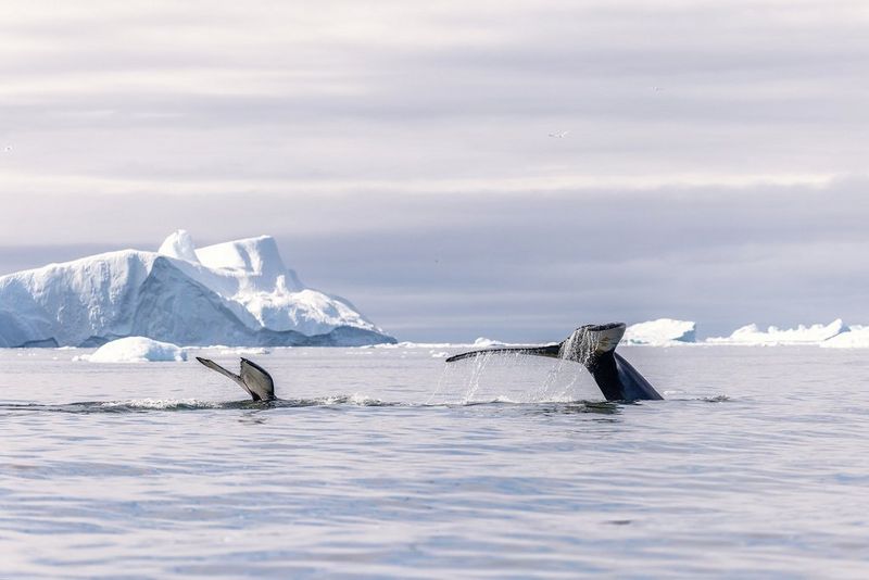 The tails of two whales as they disappear into the water. Behind them is a grey sky and white glaciers.