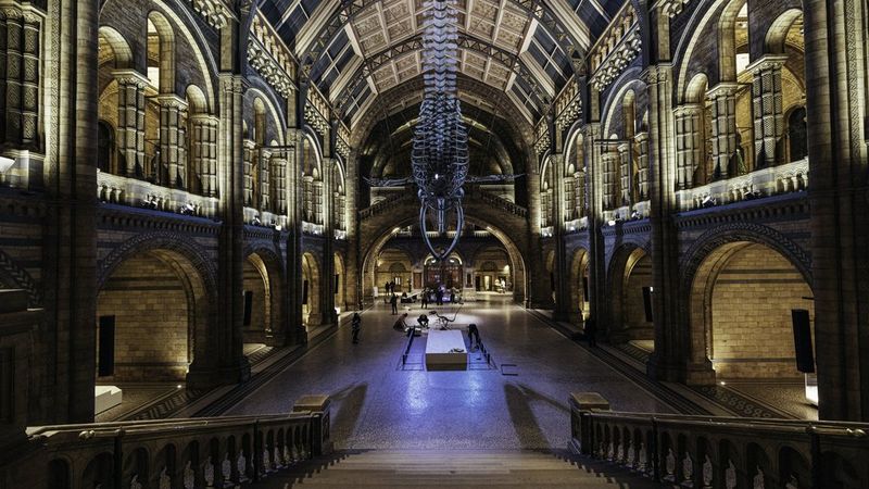 The main hall of the Natural History Museum in London with a film crew setting up under the skeleton of a Blue Whale suspended from the ornate ceiling.
