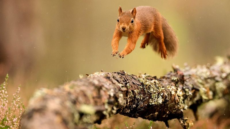 Red Squirrels 2-Day workshop in Scotland