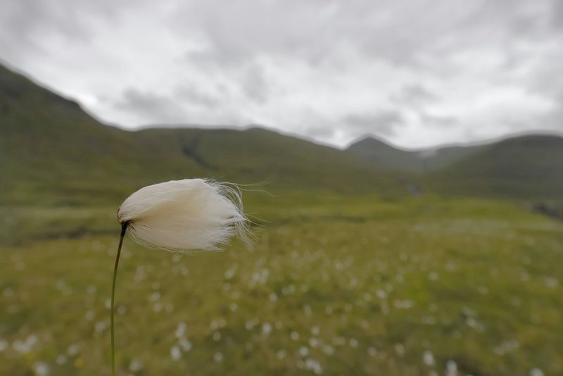 A cotton flower in a meadow blows in the wind, blurred hills visible in the background. Taken with a Canon RF 10-20mm F4L IS STM lens by Joel Santos.