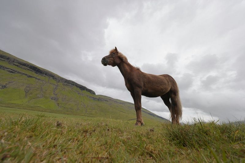 A low-angle shot of a horse standing in a meadow as grey clouds cover the sky. Taken with a Canon RF 10-20mm F4L IS STM lens by Joel Santos.