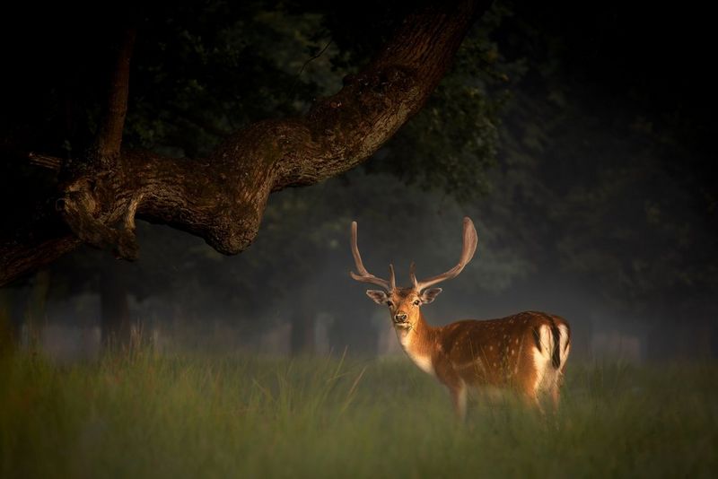 Ein Hirsch mit imposanten Geweih steht auf einer Waldlichtung und wendet sich der Kamera zu.