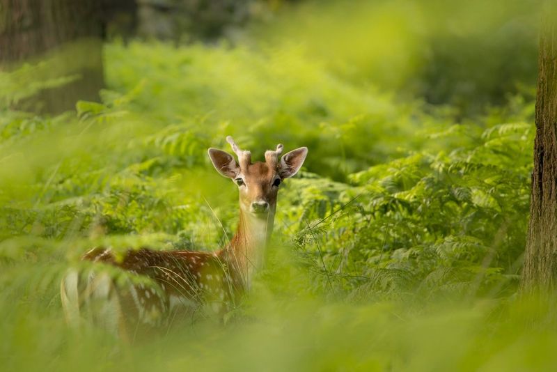 Ein Knopfhirsch steht eingerahmt von Farnen in einem grünen Wald.