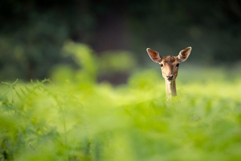 A fallow deer, its head in sharp focus, peeking out above out-of-focus greenery, photographed with a Canon RF 100-400mm F5.6-8 IS USM telephoto lens.