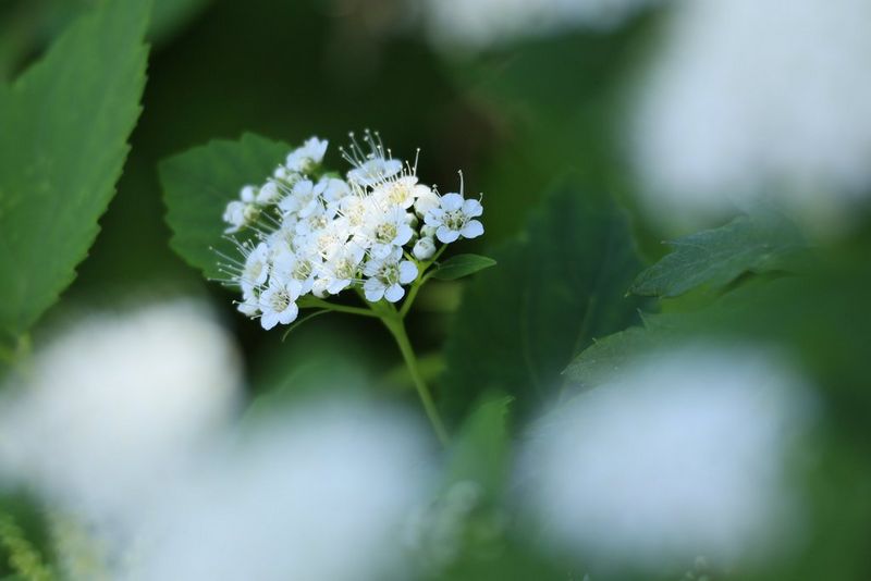 Vynikajúci na fotografovanie detailov