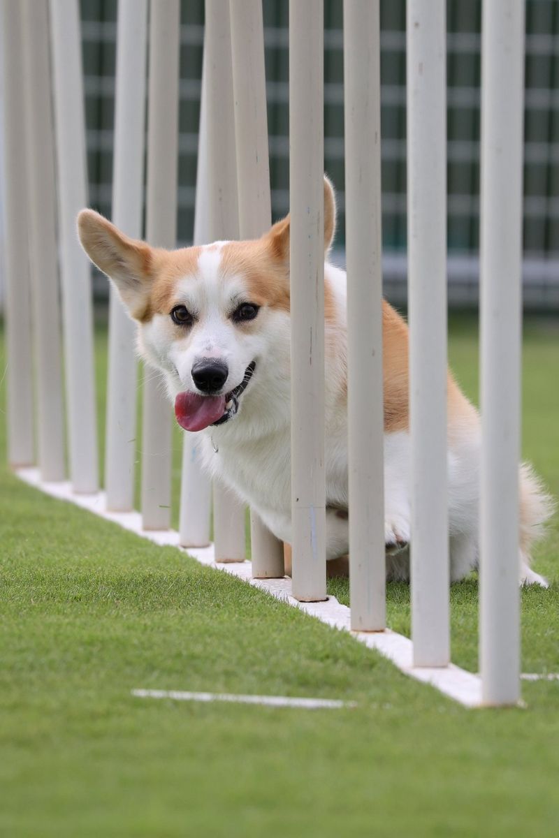 כלב קורגי עובר דרך עמודי מכשולים. צולם במצלמת EOS R6 and RF 100-400mm F5.6-8 IS USM.