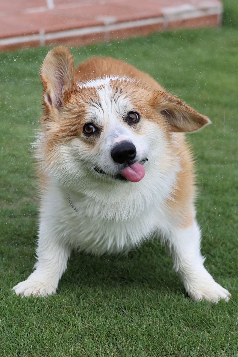 כלב קורגי מנער מעליו מים. צולם במצלמת EOS R6 and RF 100-400mm F5.6-8 IS USM.