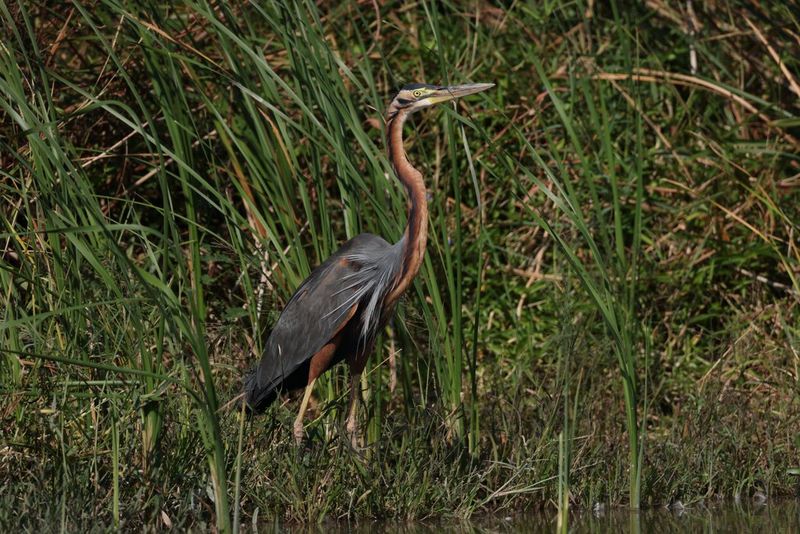 Canon RF 1200mm F8L IS USM