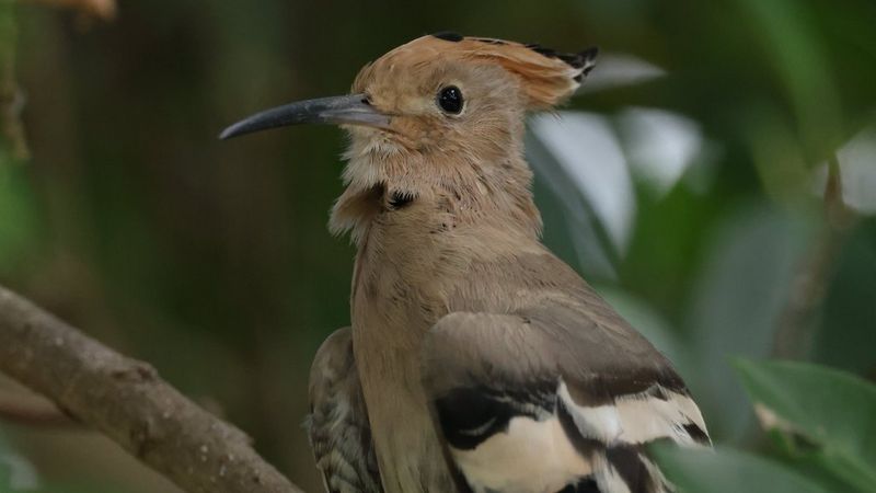 Fotografia de natură sălbatică