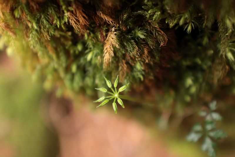 צמצם F4 קבוע