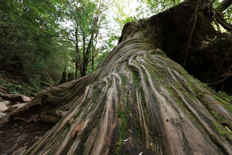 איכות תמונה מדהימה