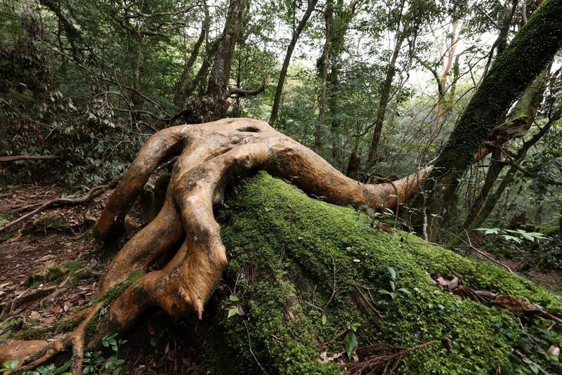 טווח זום רחב במיוחד 14‏-35 מ"מ