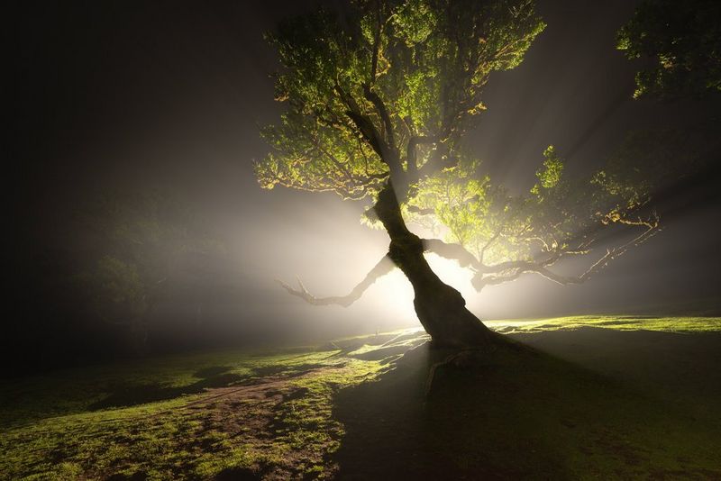 A spooky tree lit dramatically from behind at night, shot on a Canon EOS R5 Mark II with a Canon RF 14mm F1.4L VCM lens.