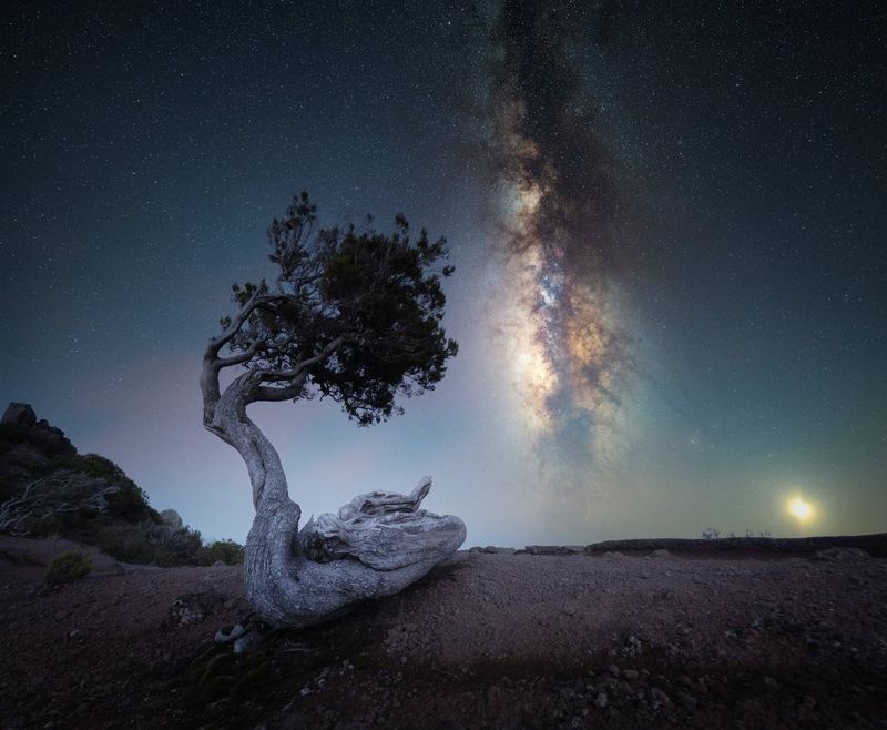 Een kronkelige boom op de voorgrond van een gestapelde afbeelding van de sterrenhemel met de Melkweg en de maan, vastgelegd met een RF 14mm F1.4L VCM-ultragroothoekobjectief.