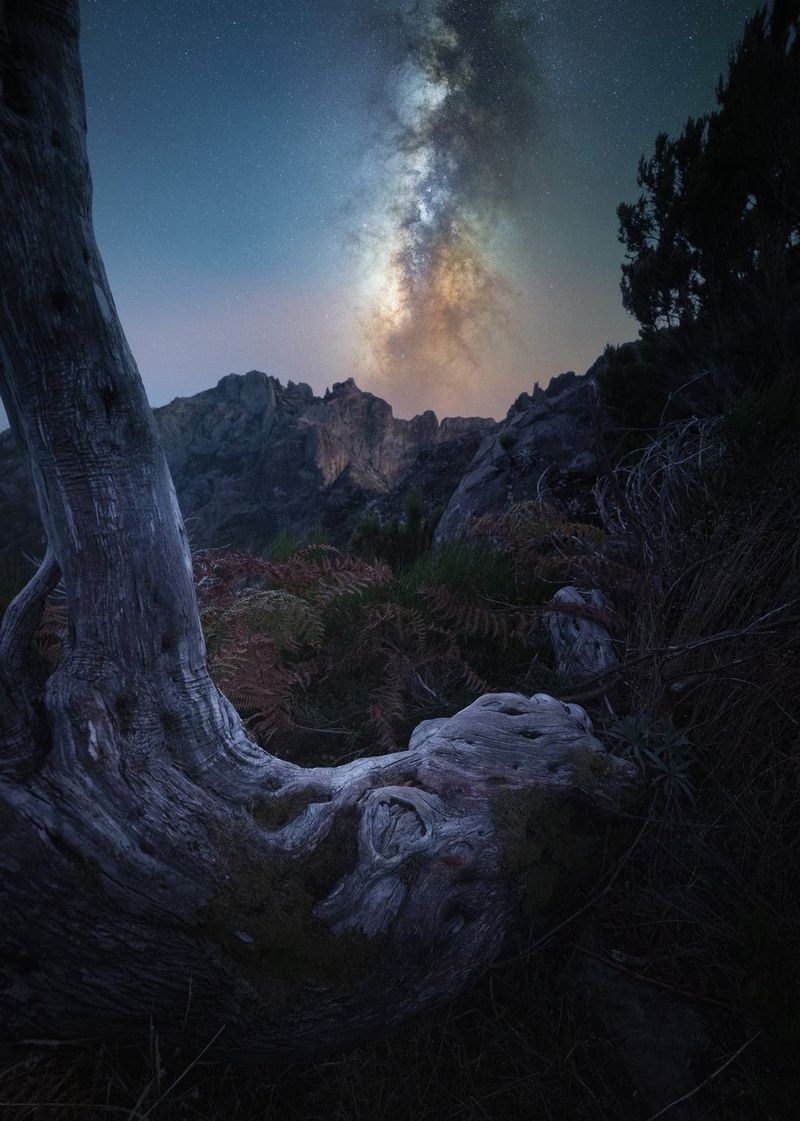 Een boom op de voorgrond in een donker landschap met bergen en de Melkweg op de achtergrond, genomen met een RF 14mm F1.4L VCM-groothoekobjectief.