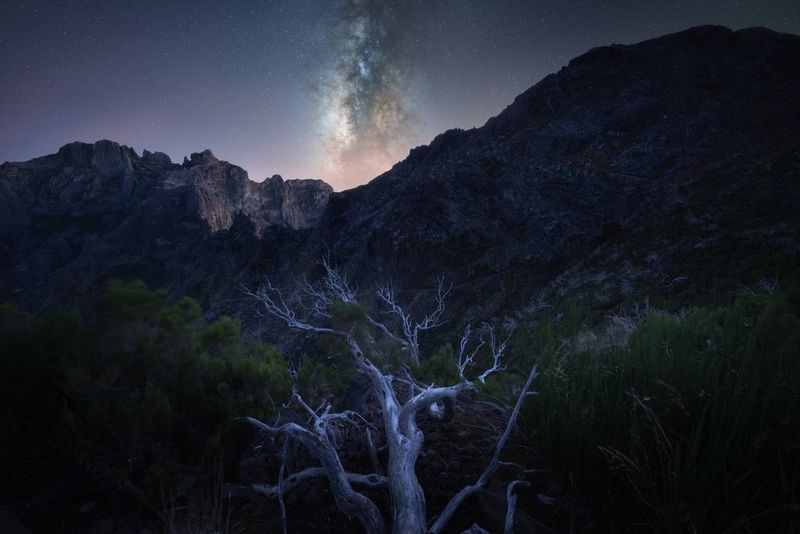 Een kale boom voor een ruig landschap met de Melkweg zichtbaar in de nachtelijke hemel, vastgelegd met een RF 14MM F1.4L VCM-objectief.