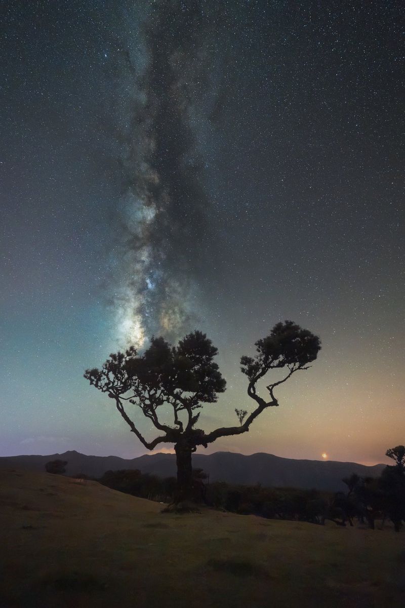 Een boom op de voorgrond in een donker landschap met bergen en de Melkweg op de achtergrond, genomen met een RF 14mm F1.4L VCM-groothoekobjectief.