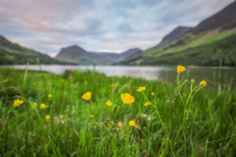 Primo piano di ranuncoli in riva a un lago. I fiori sono a fuoco, mentre il lago e le montagne sullo sfondo sono sfocate.