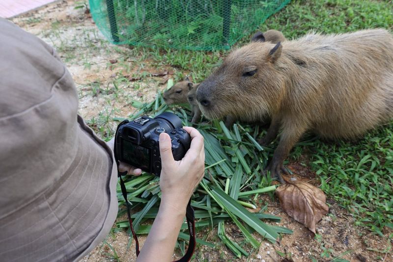 Ein Fotograf mit einer Canon Kamera macht ein Foto von einem Wasserschwein und seinen Jungen.