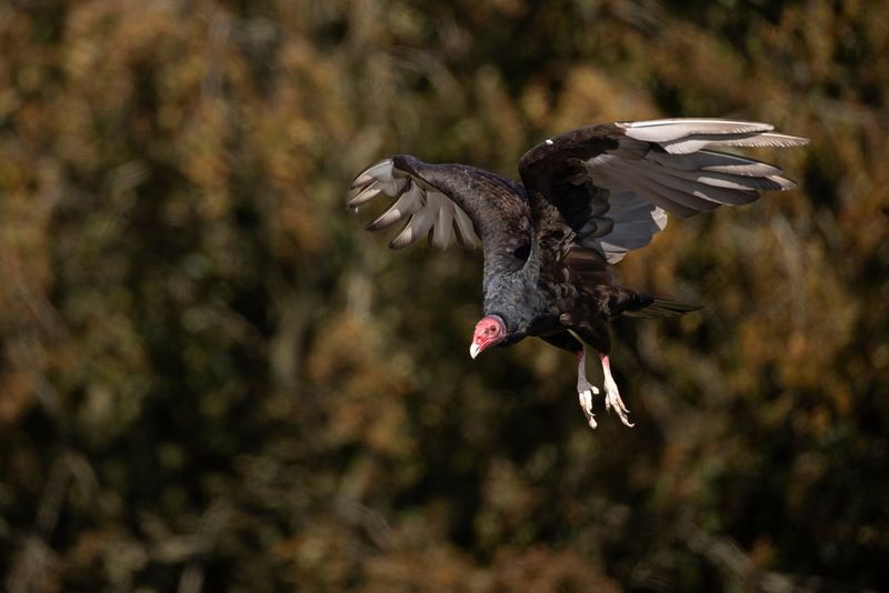 A vulture photographed in flight with a telephoto lens at a focal length of 637mm, the background out of focus, in an image by Guy Edwardes. 