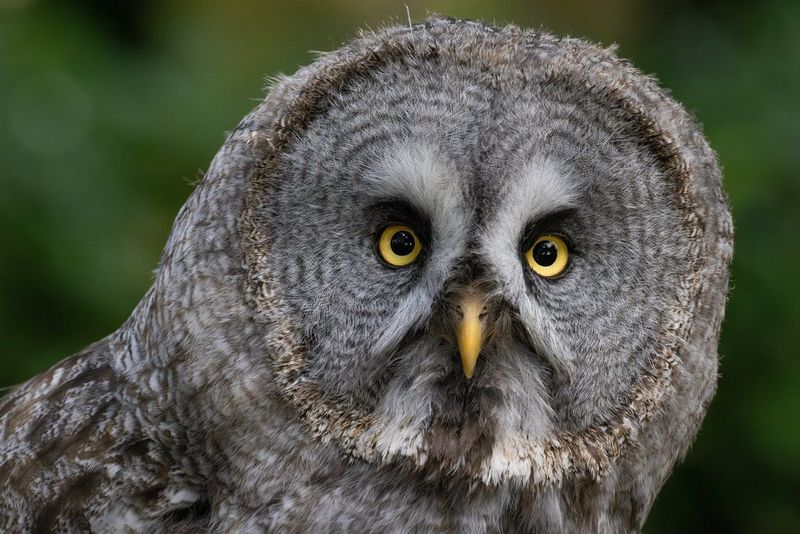 Fotografie divokej prírody