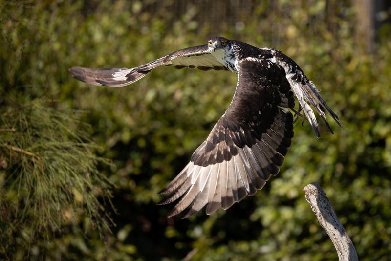 An African hawk-eagle photographed mid-flight, with the background blurred. Taken by Guy Edwardes with a Canon RF 200-800mm F6.3-9 IS USM lens. 